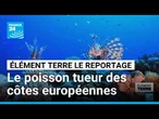 Le poisson-lion, un tueur magnifique qui envahit les côtes européennes • FRANCE 24