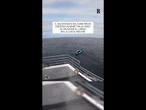 Il salvataggio del cane Bruce, alla deriva sul kayak