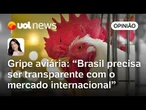 Brasil precisa tratar gripe aviária com transparência para sinalizar importadores, analisa Bulla
