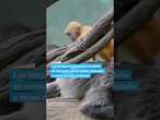 ZOOLÓGICO DEL BRONX exhibe a un bebé de langur plateado #shorts