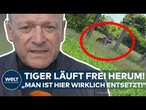 DRAMA IN LEIPZIG: „Man ist hier wirklich entsetzt!“ – Entlaufener Tiger verletzt Mann!