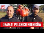 DRAMAT polskich rolników! Są zdesperowani i pod ścianą. ROZDAJĄ plony, a to tylko początek... | FAKT