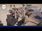Trump administration enters fight to save ostriches from planned culling
