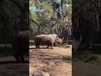 Chilean zoo celebrates birth of rare white rhino