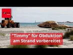 Metallplatten am Wal: "Timmy" für Obduktion am Strand vorbereitet