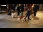 Francia, una chiesa celebra una cerimonia di benedizione per gli animali domestici