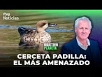 OBJETIVO PLANETA: La CERCETA PARDILLA, el PATO MÁS AMENAZADO | RTVE Noticias