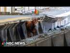 Watch: Bull on the loose! Animal runs on N.J. Transit tracks