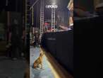 Taty Girl adota caramelo após vídeo viral em que suspende fogos de show para não assustar cachorro