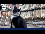 Cat lands museum security job