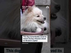 Dog named Buddy saved its owners during a Russian attack on Ukraine's capital