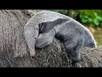 Un bébé fourmilier géant fait sa première apparition au zoo de Cologne