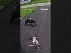 SEE IT: Heroic husky protects child from charging bear attack #foxnews #news #shorts #dog #animals