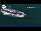 Drone video captures humpback whale feeding near shore