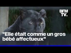 6 ans après, les anciens propriétaires d'une panthère noire sont jugés à Lille