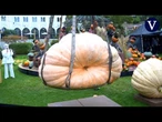 Una calabaza gigante de 903 kilos se corona como la más pesada de Dinamarca en 2025