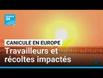 Canicule en Europe : la chaleur met les travailleurs et les récoltes à rude épreuve • FRANCE 24
