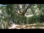 Maxi piantagione di marijuana sequestrata a Fonni, due arresti