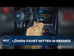 BREMEN: Ungesichertes Löwenbaby im Auto – Fahrer lässt sogar Säugling durch die Nacht steuern!
