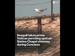 Seagull takes prime Vatican perching spot on Sistine Chapel chimney during conclave