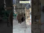 To już nie są odosobnione przypadki! Plaga dzikich zwierząt paraliżuje polskie miasta!