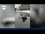 Connecticut city baffled by seal roaming its streets