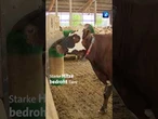 Kühen leiden unter Hitzestress #hitze #kühe #landwirtschaft #nachrichten #tagesschau