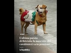 L'ultima sfilata, poi il meritato riposo: va in pensione Briciola, la mascotte dei carabinieri