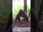 Bear cub siblings wrestle near Lake Tahoe