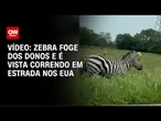 Vídeo: Zebra foge dos donos e é vista correndo em estrada nos EUA | CNN BRASIL