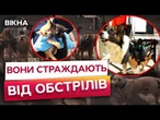 ПОРАНЕНІ, контужені та НАЛЯКАНІ коти і собаки із ЗОНИ БОЙОВИХ ДІЙ! Що таке ПТСР у тварин?