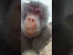 'Say cheese!': Baboons take selfies