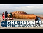 HOFFNUNG FÜR TIMMY: DNA-Ergebnis sorgt für überraschende Wende! War der tote Wal gar nicht Timmy?