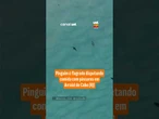 Pinguim é flagrado disputando comida com pássaros em Arraial do Cabo (RJ)