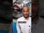 Griechenland setzt Kopfgeld auf giftigen Kugelfisch aus #tagesschau #nachrichten #fisch