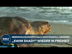 USA: Schildkröte nach Bootsunglück genesen - „Swim Shady“ zurück im Ozean