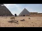 I cani randagi di Giza diventano un'attrazione per turisti