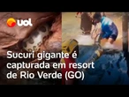 Sucuri de 5 metros é resgatada após ser vista em resort de Rio Verde (GO); veja