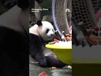 Giant pandas eat special cake to celebrate 7th birthday
