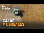 Las ALTAS TEMPERATURAS OBLIGAN a adelantar la COSECHA del CEREAL | RTVE Noticias