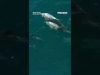 Drone catches DOLPHINS leaping through California waters #foxnews #news #us #fox