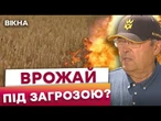 ДОЩІ, САРАНА, РОСІЙСЬКІ ОБСТРІЛИ! Врожайність МЕНША ніж ТОРІК? Погода ЗАВДАЛА ШКОДИ АГРАРІЯМ?