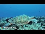 A turtle DNA database is the first of its kind effort to try to keep them from extinction