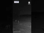 Meteor seen streaking across night sky in Australia
