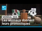 Coupe du monde 2026 : les animaux au Mexique donnent leurs pronostiques • FRANCE 24