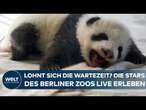 ZOO BERLIN: Unfassbar seltene Babys! Panda-Nachwuchs erobert die Herzen der Zoobesucher