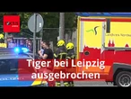 Tiger von „Tigerkönigin” bricht aus, Polizei erschießt ihn
