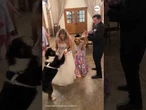 Adorable dogs join bride and groom to dance during wedding reception