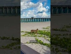 Video captures bobcat encounter on Florida beach