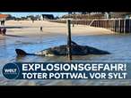 SYLT: Warum der tote Pottwal zur Gefahr werden kann – Experten warnen vor einer möglichen Explosion!